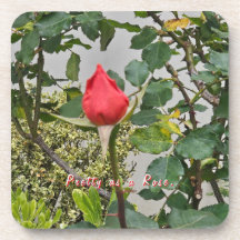 Plutôt comme un ensemble de Dessous de verre Roses