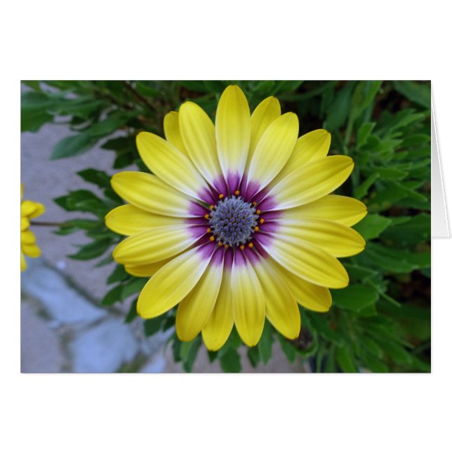 Plutôt ensoleillé (Devant horizontal)