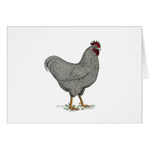 Plymouth Rock Chicken Drawing
