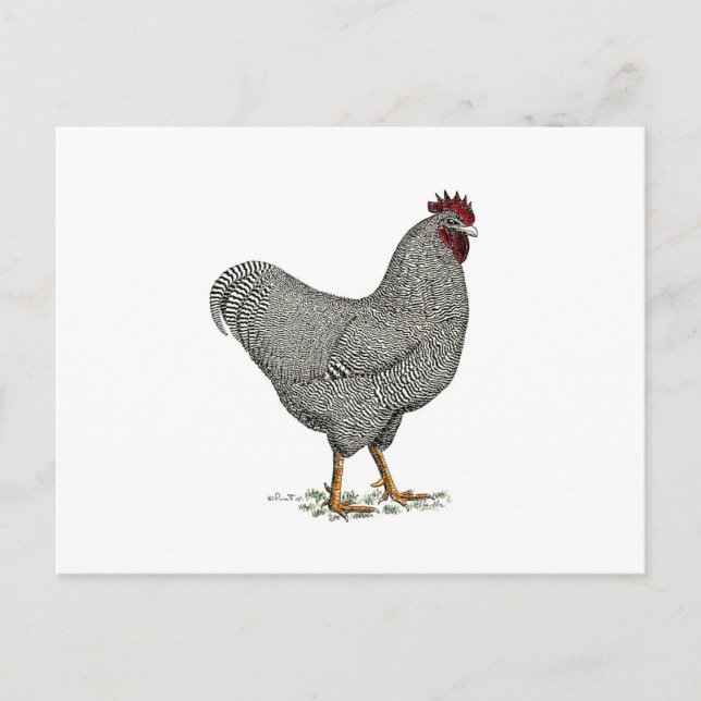 Plymouth Rock Chicken Drawing Postcard (Front)