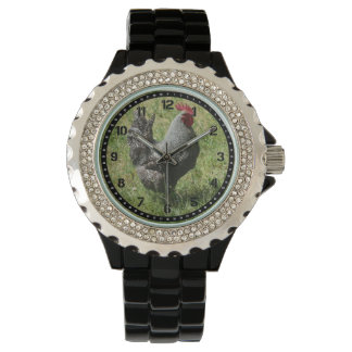 Plymouth Rock Chicken Watch