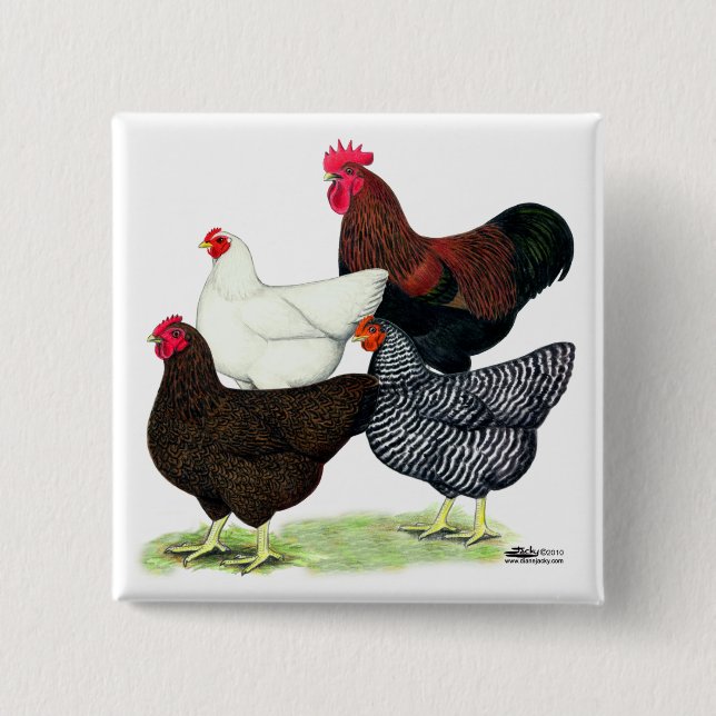 Plymouth Rock Quartet 2 Inch Square Button (Front)