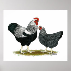 Plymouth Rock: Silver Penciled Pair Poster
