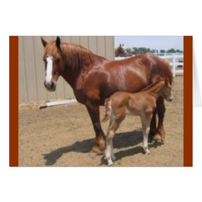 PMU mare & foal (Front Horizontal)