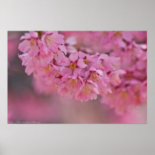 "Pnk Mist" Japanese Cherry Blossoms Poster