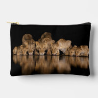 Fierté de lions buvant au point d'eau la nuit