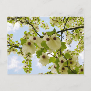 Pocket Handkerchief Tree Blossom Postcard