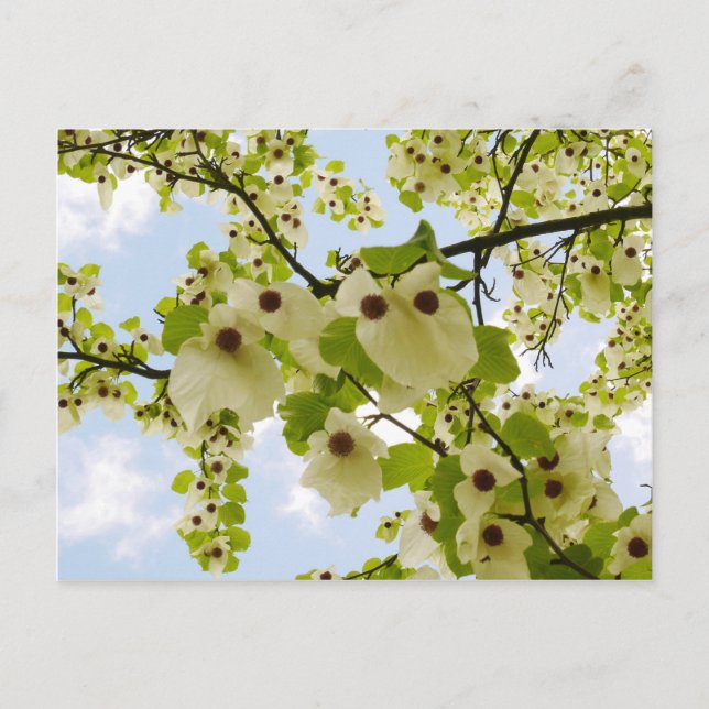 Pocket Handkerchief Tree Blossom Postcard (Front)