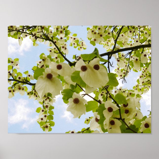 Pocket Handkerchief Tree Blossom Poster (Front)