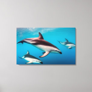 Pod of Dusky Dolphins off of Kaikoura Canvas Print