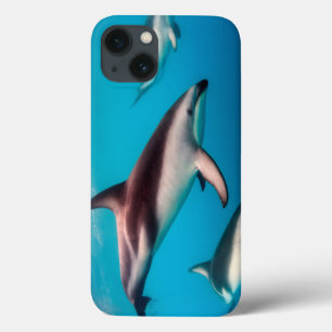 Pod of Dusky Dolphins off of Kaikoura iPhone 13 Case