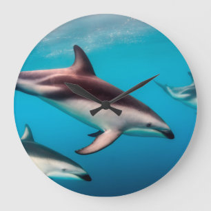 Pod of Dusky Dolphins off of Kaikoura Large Clock