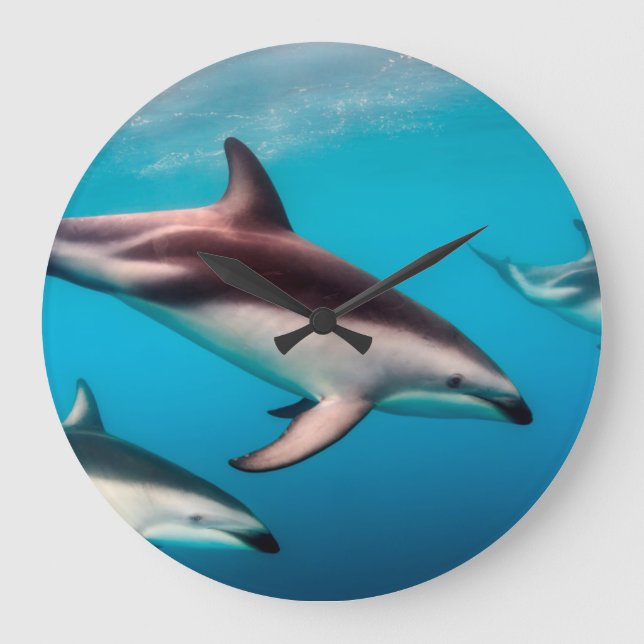 Pod of Dusky Dolphins off of Kaikoura Large Clock (Front)