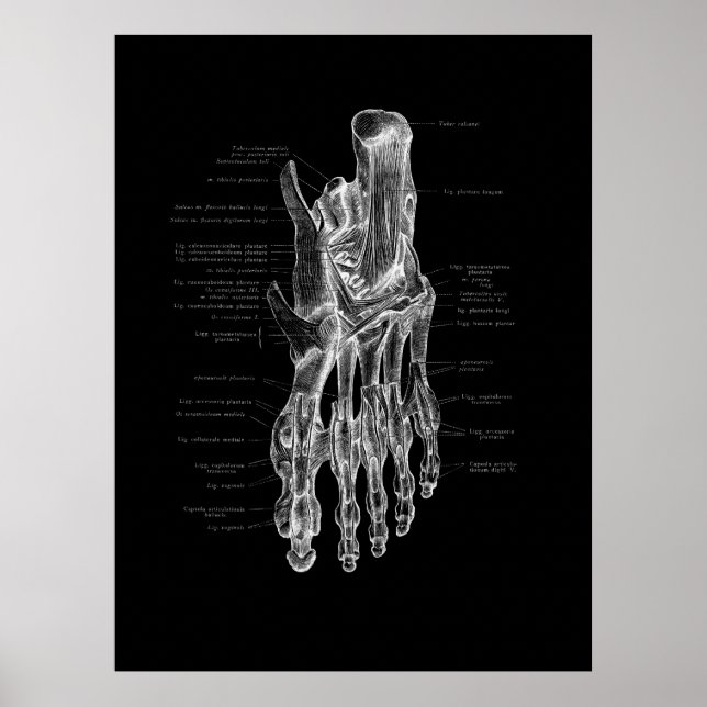 Podiatriste de l'anatomie du pied Poster Médicale (Devant)