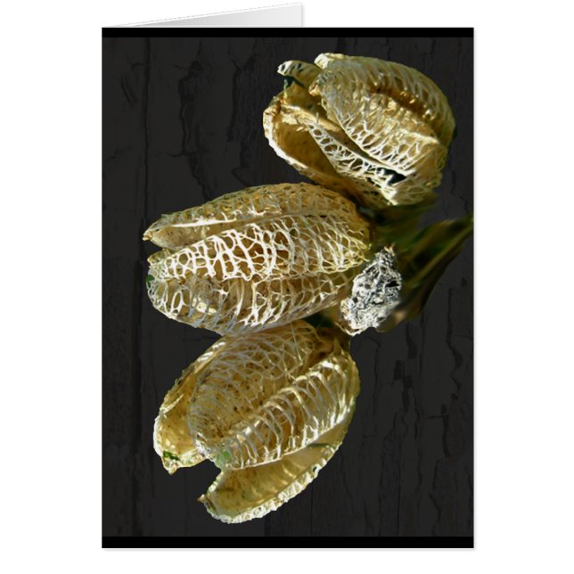 Pods de graines de Lily séchés (Devant)