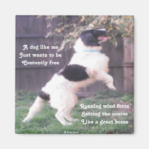 Poème De Cheval De Chien Magnet Par Ladee Basset