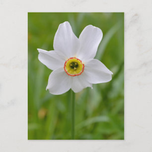 Poeticus Daffodil postcard