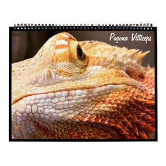Pogona Vitticeps Calendrier Dragon Porté
