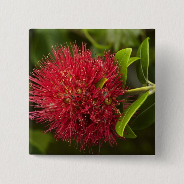 Pohutukawa Flower, Dunedin 2 Inch Square Button (Front)