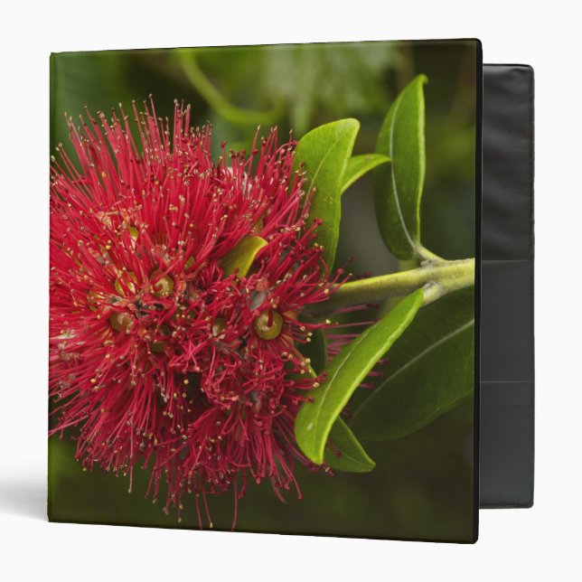 Pohutukawa Flower, Dunedin Binder (Front/Inside)