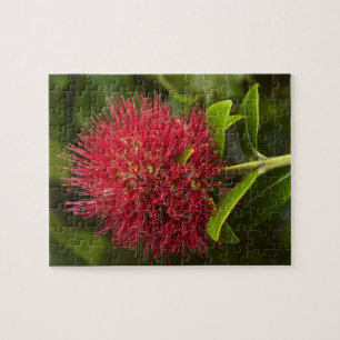 Pohutukawa Flower, Dunedin Jigsaw Puzzle