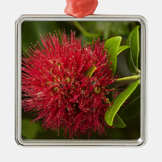 Pohutukawa Flower, Dunedin Metal Ornament (Front)