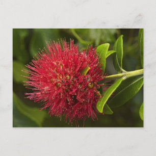 Pohutukawa Flower, Dunedin Postcard
