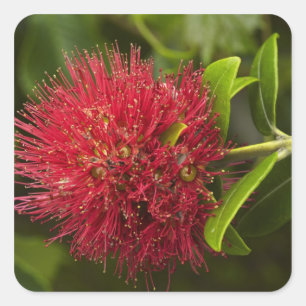 Pohutukawa Flower, Dunedin Square Sticker