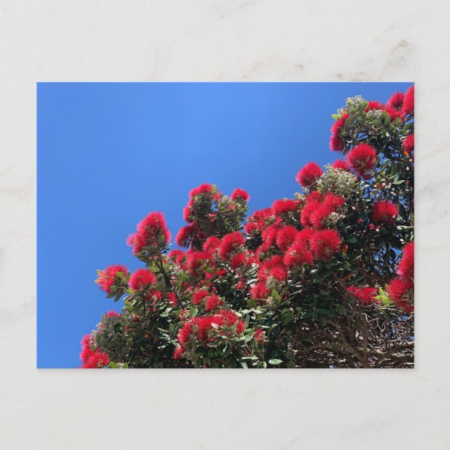 Pohutukawa Postcard 1 (Front)
