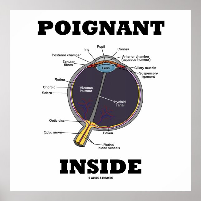 Poignant Eye (I) Inside (Anatomical Eyeball) Poster (Front)