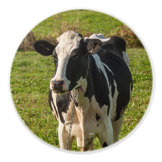 Poignée de porte, photo de vache (Devant)