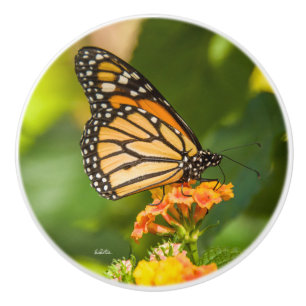 Poignée de porte photo d'un papillon ceramic knob