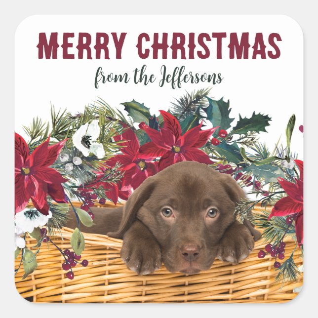 Poinsettia Chocolate Lab Puppy Christmas Square Sticker (Front)