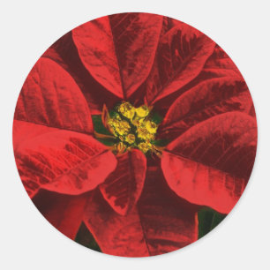 Poinsettia Christmas and Holiday Classic Round Sticker