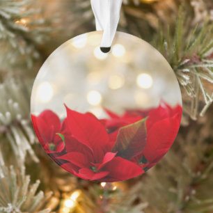 Poinsettia de Noël