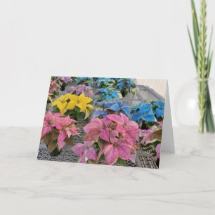 Poinsettia greeting card