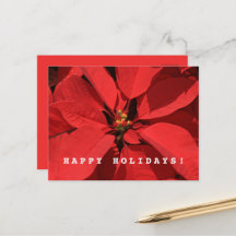 Poinsettia Merry Christmas Happy New Year 