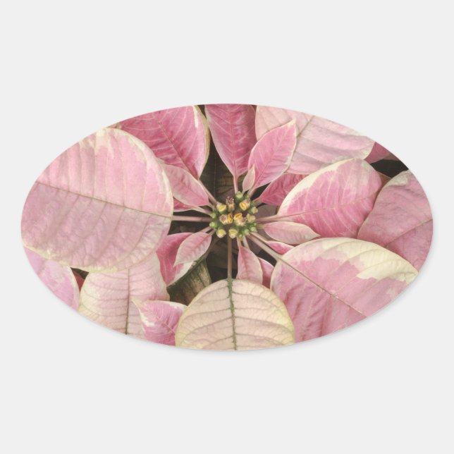 Poinsettia Oval Stickers (Front)