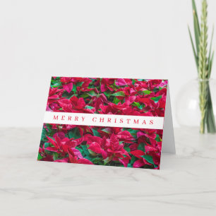 Poinsettia plants view Christmas card