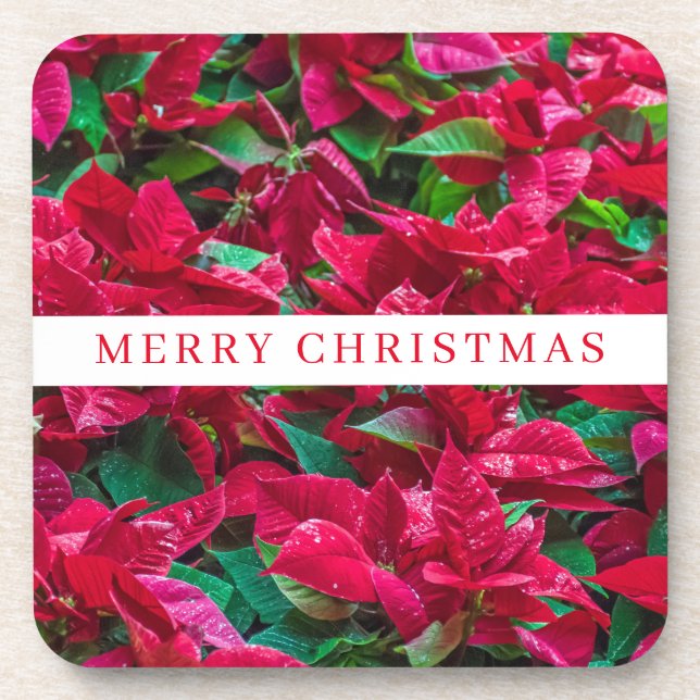 Poinsettia plants view coasters (Front)