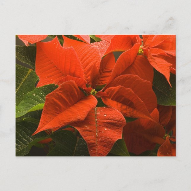 Poinsettia Postcard (Front)
