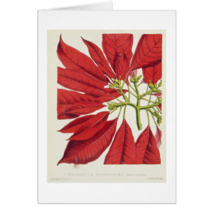 Poinsettia Pulcherrima (litho de couleur)