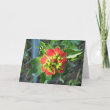 Poinsettia sauvage sur carte unique