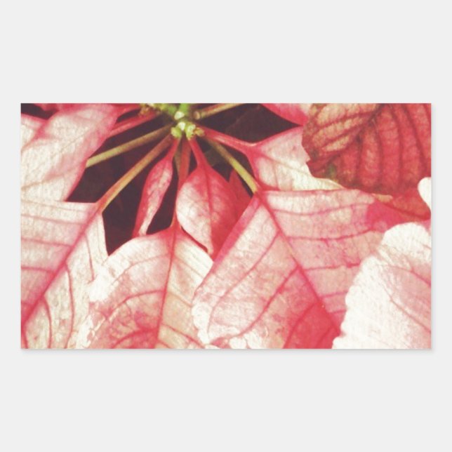 Poinsettia Sticker (Front)