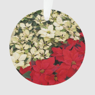Poinsettias blanches et rouges I Holiday Floral