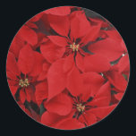 Poinsettias for Christmas Classic Round Sticker<br><div class="desc">Poinsettias for Christmas,  colourful holiday flowers,  sticker. VIRGINIA5050 (My Original Artwork): Creative and unusual gifts for all occasions at www.zazzle.com/virginia5050*</div>