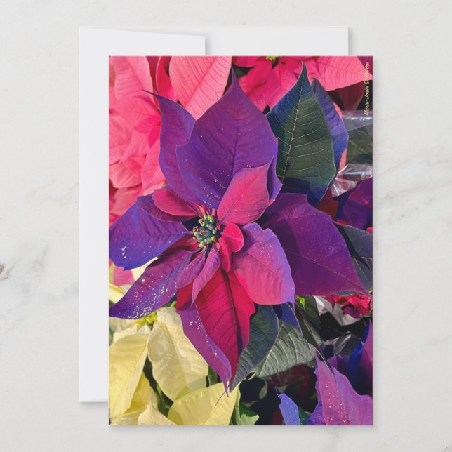 Poinsettias Magic Holiday Card (Front)