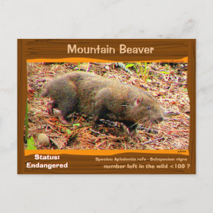 Point Arena Mountain Beaver endangered - - - Postcard