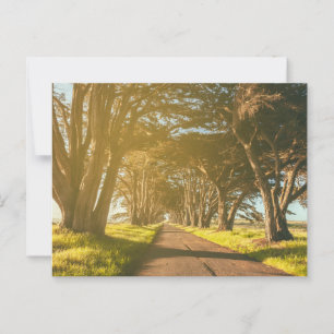Point Reyes National Seashore Cypress Tunnel Postcard