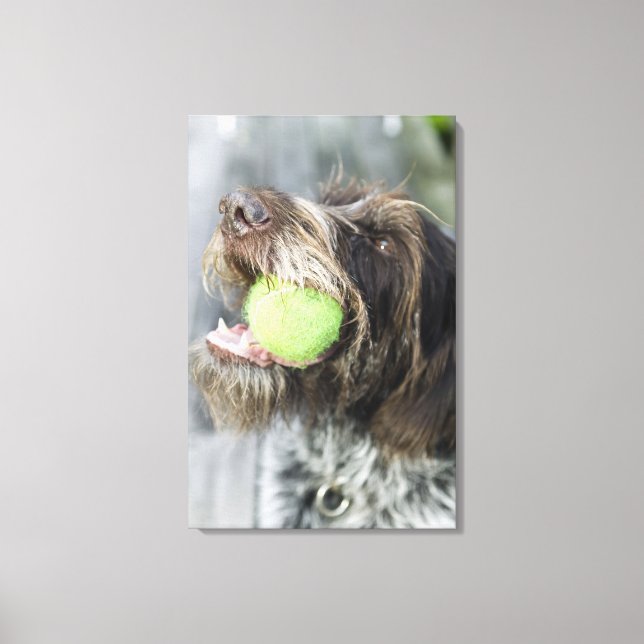 Pointer dog biting tennis ball, close-up canvas print (Front)